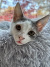 Syrah (kitten in foster)