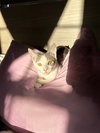 Syrah (kitten in foster)