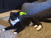 Spookie (kitten in foster)