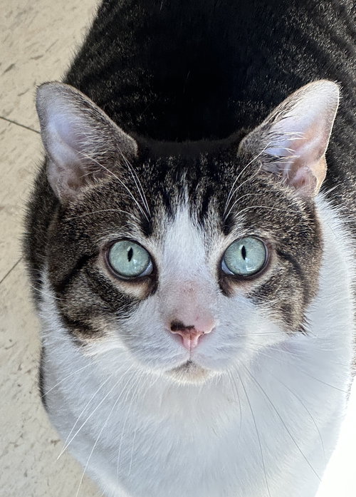 Oscar