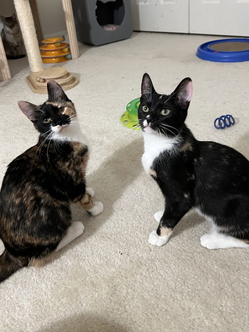 Fifi & Minerva (sisters in foster)