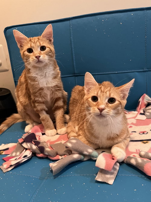Spumoni & Tortoni (siblings in foster)