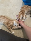 Spumoni & Tortoni (siblings in foster)