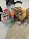 Spumoni & Tortoni (siblings in foster)