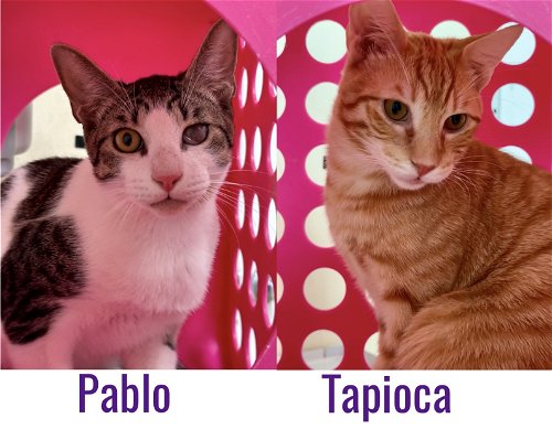 Pablo & Tapioca (St. Thomas)