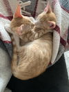 Dellas & Penny (kitten siblings from Roatan)