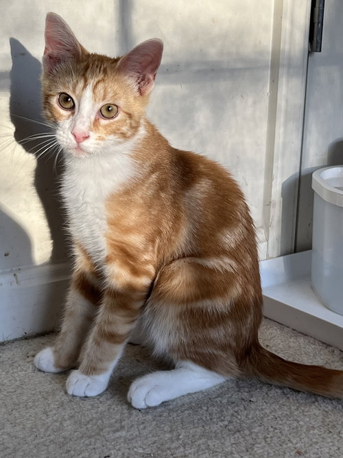 Alastair (kitten in foster)