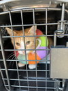 Alastair (kitten in foster)