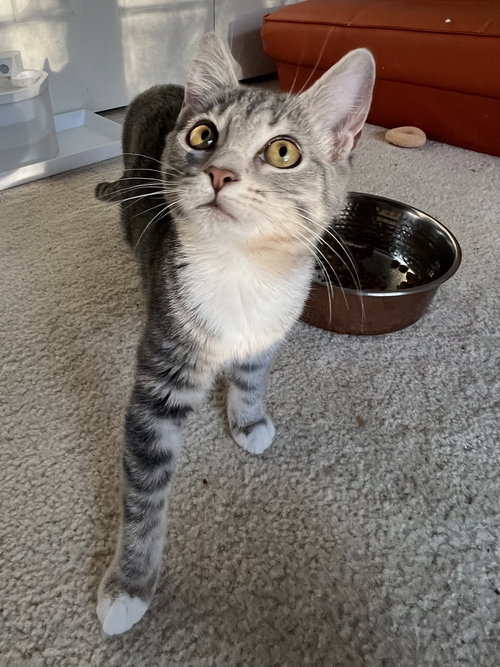 Aileen (kitten in foster)