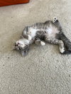 Aileen (kitten in foster)