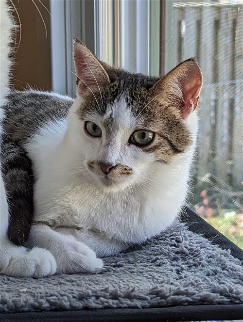 Dasher (kitten from Romania in foster)