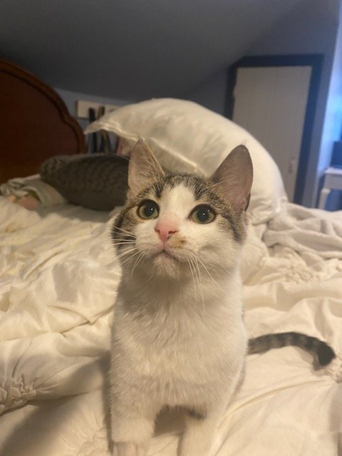 Holly (kitten from Romania in foster)