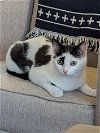 Noel (kitten from Romania in foster)