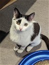 Noel (kitten from Romania in foster)