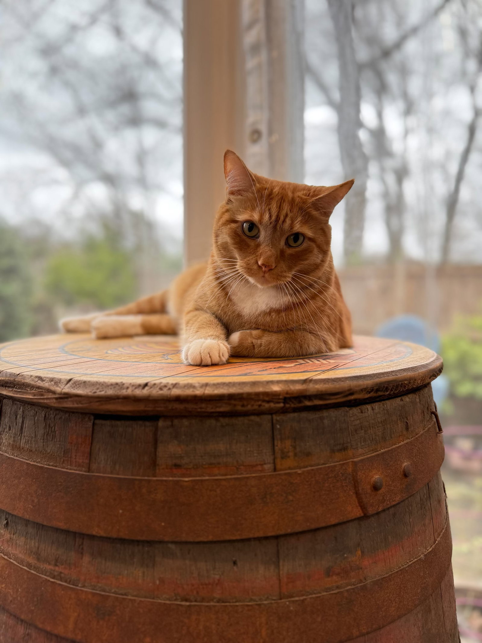 Trader Joe (IN FOSTER), Domestic Short Hair