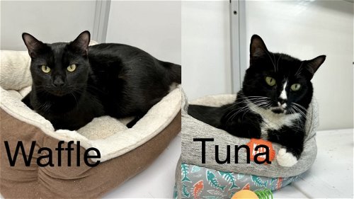 Waffle and Tuna