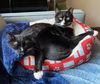 Rowdie and Tippy (In foster)