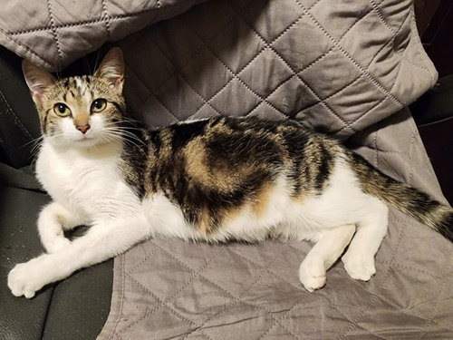 Crystal (in foster)
