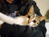 Crystal (in foster)