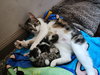 Crystal (in foster)
