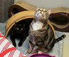 Iris & Toothless (in foster)