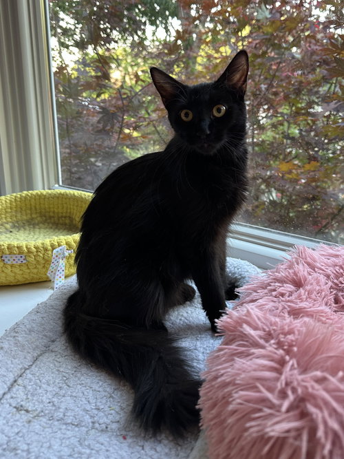 Countess (in foster)