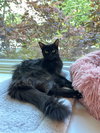Countess (in foster)