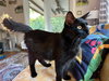 Countess (in foster)
