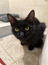 Countess (in foster)