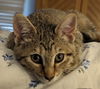 Abigail - KITTEN in foster