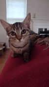 Tinkerbell - KITTEN in foster