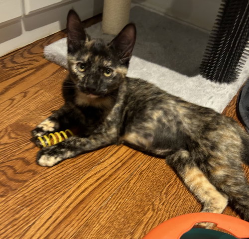 Paula - KITTEN in foster