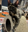 Paula - KITTEN in foster
