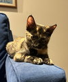 Paula - KITTEN in foster