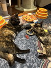 Paula - KITTEN in foster