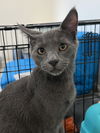 Basket - KITTEN IN FOSTER