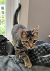 Hartley - KITTEN in foster