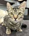 Hartley - KITTEN in foster