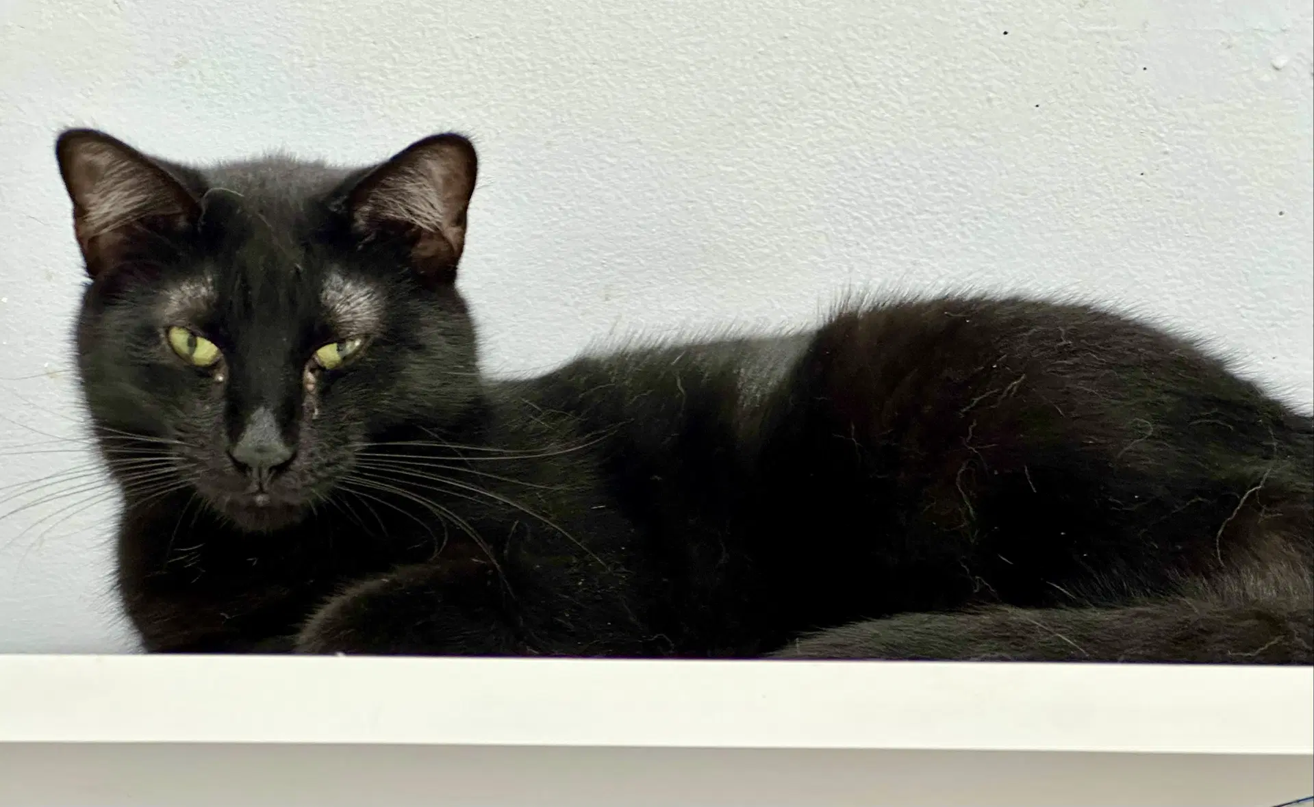 Lindy - Domestic Short Hair