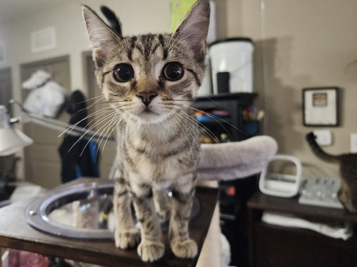 Amethyst - KITTEN in foster
