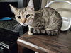 Amethyst - KITTEN in foster