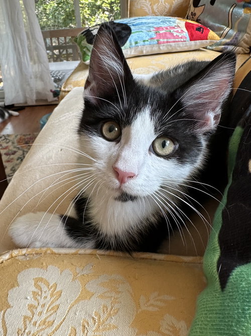 Pastrami - KITTEN