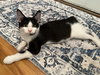 Pastrami - KITTEN