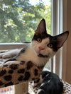 Pastrami - KITTEN