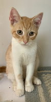 Cream (kitten)
