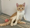 Cream (kitten)