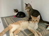 Cream (kitten)
