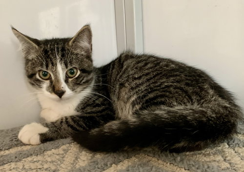 Sugar (kitten)