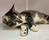Sugar (kitten)