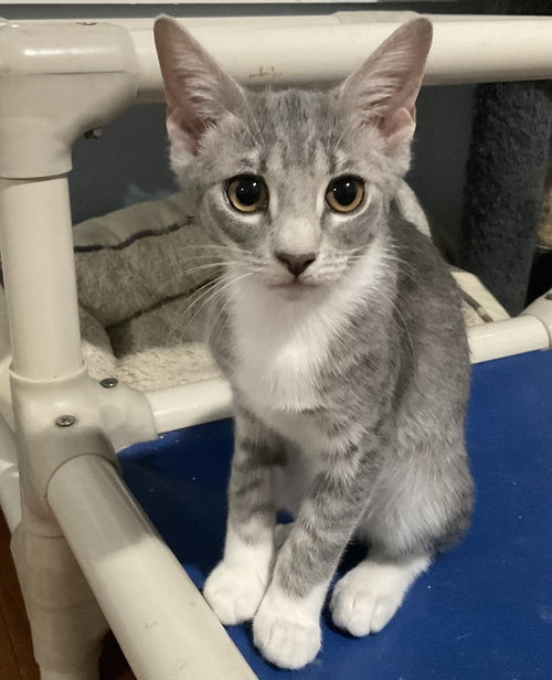 Adora - KITTEN in foster
